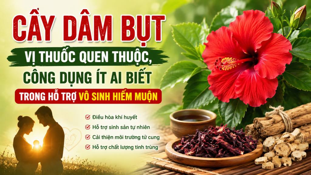CÔNG DỤNG CÂY DÂM BỤT ÍT AI BIẾT TRONG HỖ TRỢ VÔ SINH HIẾM MUỘN