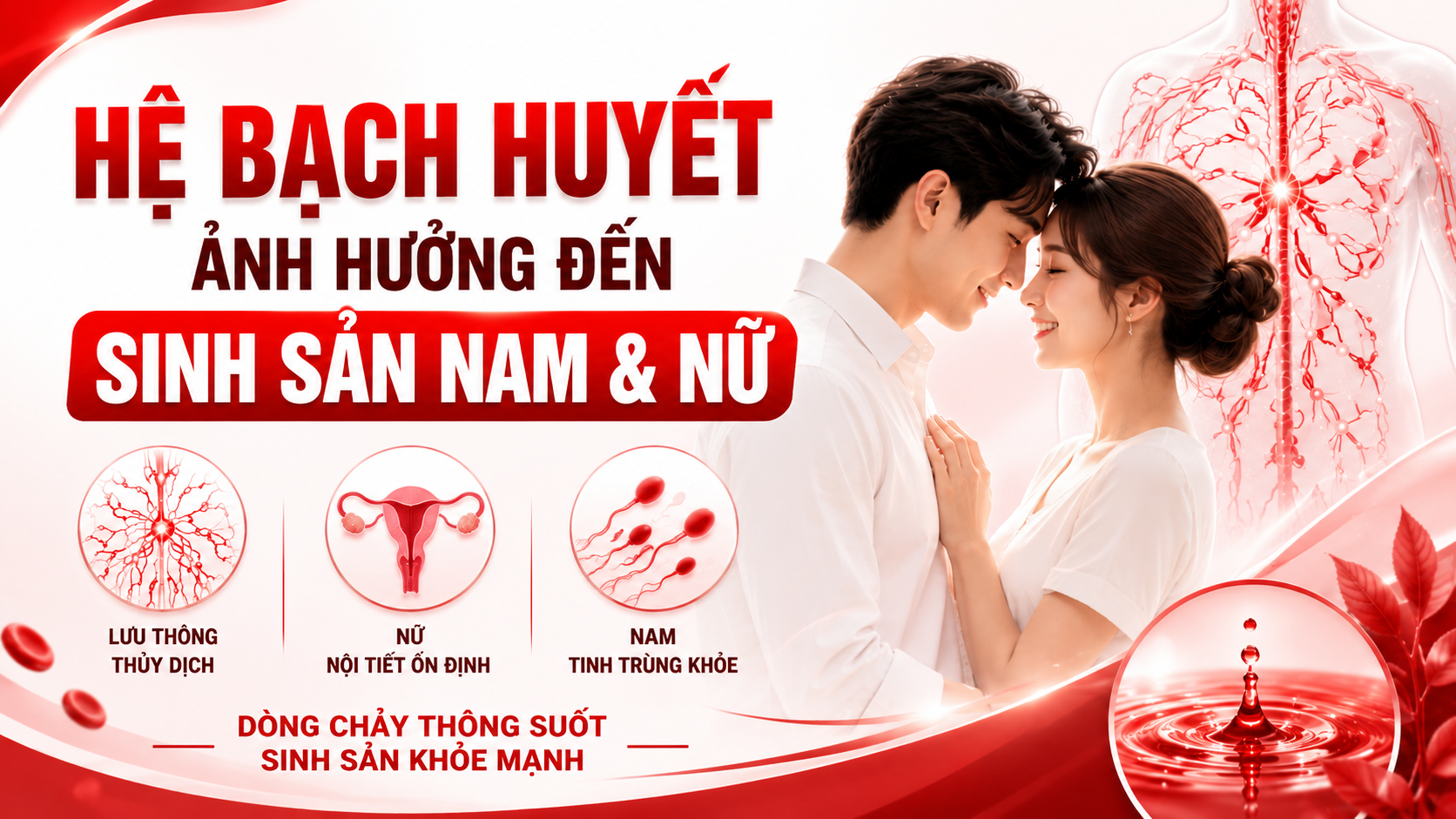 Hệ Bạch Huyết Ảnh Hưởng Đến Sinh Sản Nam Và Nữ Như Thế Nào