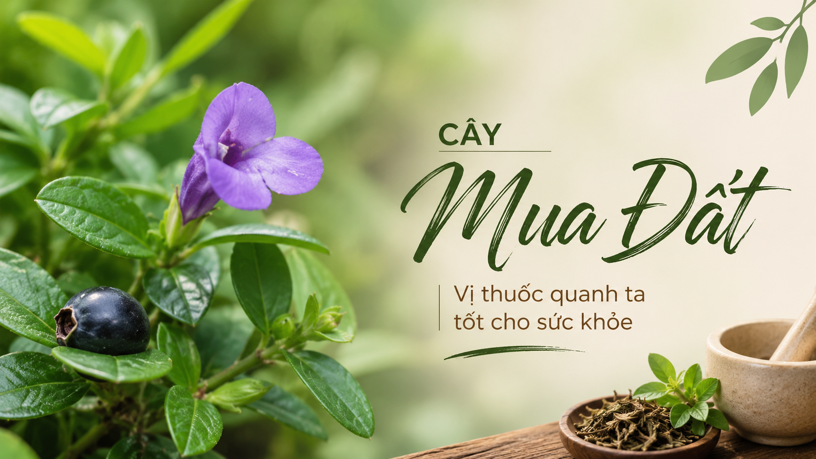 Cây Mua Đất – Vị Thuốc Quanh Ta Ít Người Biết Đến
